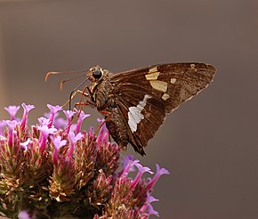 Popis tohoto obrázku, také komentován níže