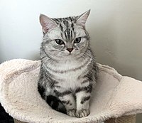 Six-month-old silver classic tabby male kitten