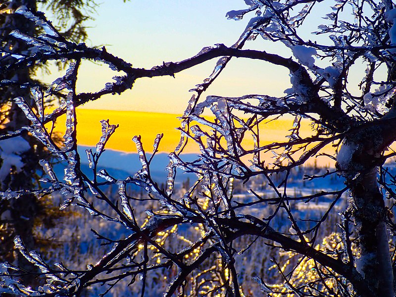 File:Silver branches. Gausta mountains. Norway. (49286417157).jpg