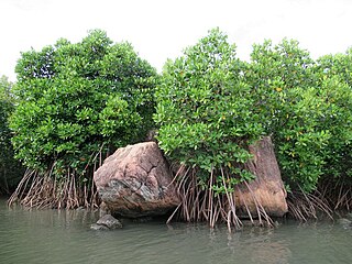 Mangroves along a lagoon