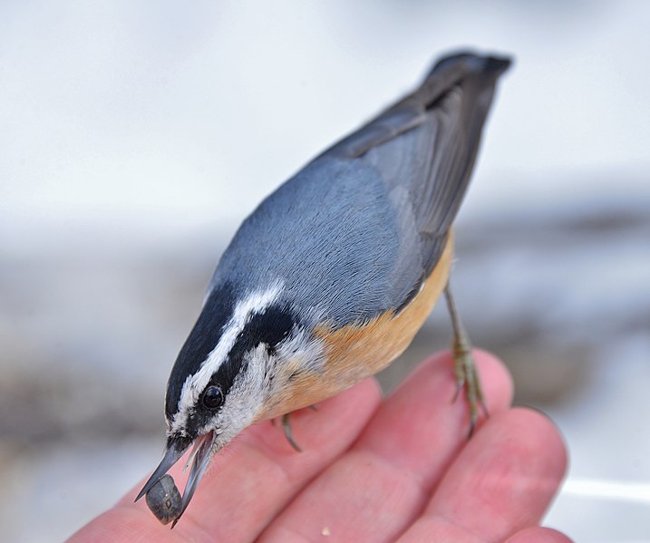 File:Sitta canadensis High Park hand.jpg