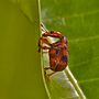 Miniatura para Attelabidae