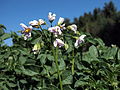 Solanum tuberosum Bojar (05).jpg 