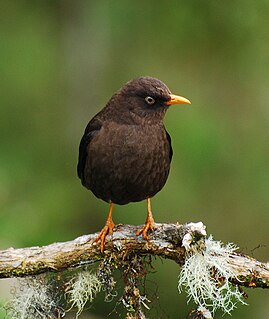 <span class="mw-page-title-main">Sooty thrush</span> Species of bird