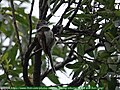 Jelaga bushtit.jpg