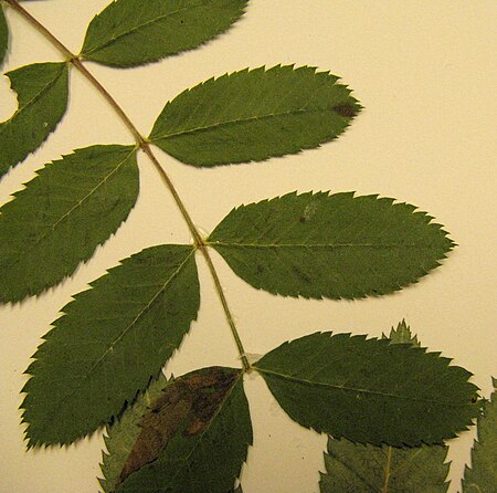 Sorbus californica leaf.jpg