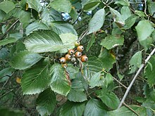 Meierotts Mehlbeere (Sorbus meierottii)