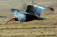 State Bird of The Kingdom of Lesotho