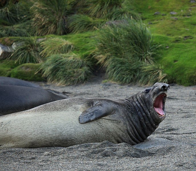 File:Southern Elephant Seal (5797958581).jpg