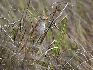 <span class="mw-page-title-main">Bay-capped wren-spinetail</span> Species of bird