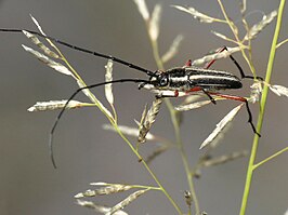 Sphaenothecus bilineatus