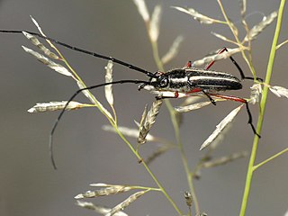 <i>Sphaenothecus bilineatus</i> Species of beetle