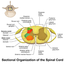 Spinal Cord Sectional Anatomy Spinal Cord Sectional Anatomy.png