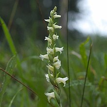 Spiranthes ochroleuca соцветие.jpg