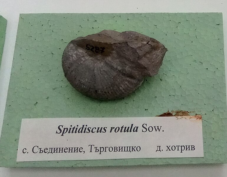 File:Spitidiscus rotula Sowerby, Lower Hauterivian, Saedinenie, Targovishte Province at the Sofia University 'St. Kliment Ohridski' Museum of Paleontology and Historical Geology.jpg