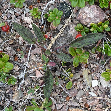 Hawkweed (Hieracium sp.)