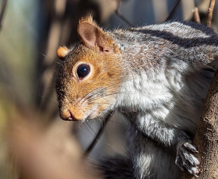 File:Squirrel in BBP (06408).jpg