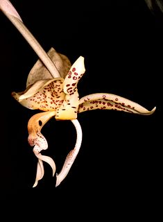 <i>Stanhopea oculata</i> Species of orchid