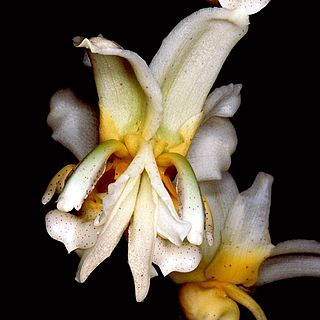 <i>Stanhopea pseudoradiosa</i> Species of orchid