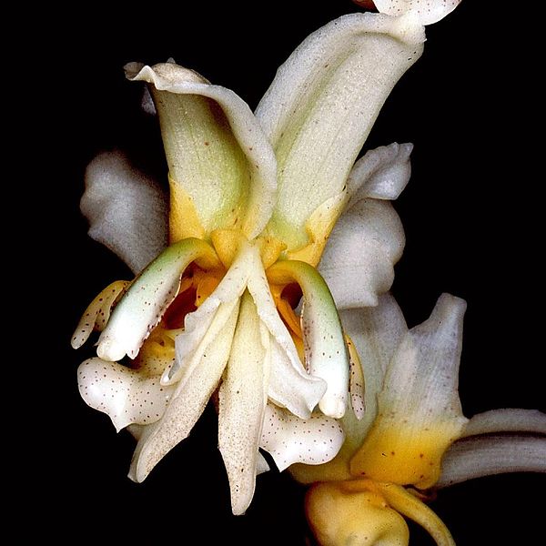 File:Stanhopea pseudoradiosa Orchi 001.jpg