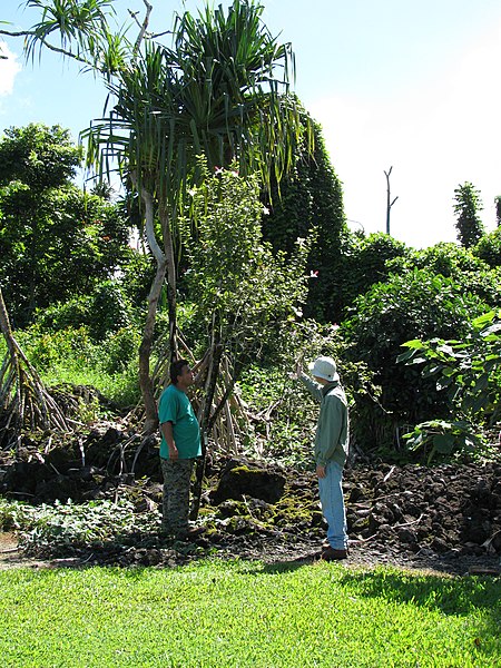 File:Starr-091104-0766-Hibiscus waimeae-flowering habit with Mike and Forest-Kahanu Gardens NTBG Kaeleku Hana-Maui (24619935059).jpg