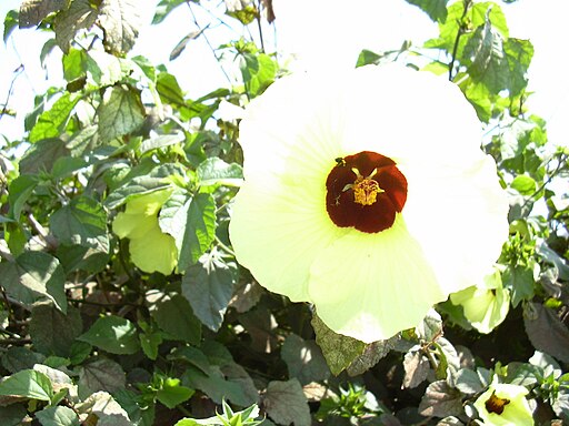 Starr 030525-0011 Hibiscus ovalifolius