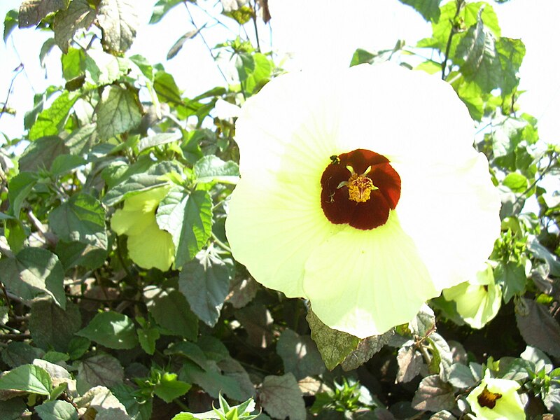 File:Starr 030525-0011 Hibiscus ovalifolius.jpg