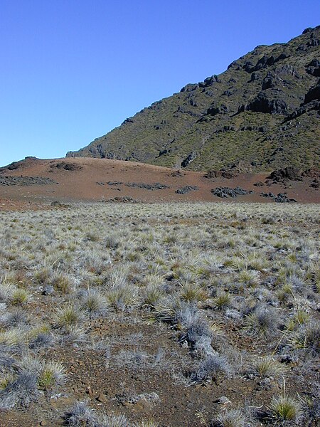 File:Starr 031001-0054 Deschampsia nubigena.jpg