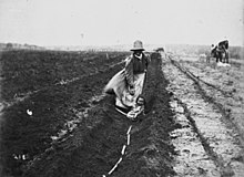 South Sea Islander woman planting sugar cane in a field, c.1897