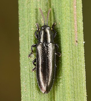 <i>Stenispa metallica</i> Species of beetle