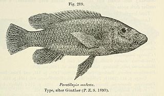 <i>Stigmatochromis modestus</i> species of fish