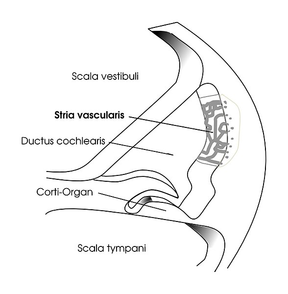 File:Stria vascularis1.jpg