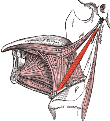 Múscul estilohioidal