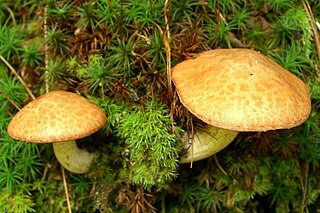 <i>Suillus subaureus</i> Species of fungus