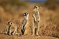 Meerkats in Namibia