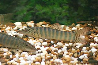 <i>Syncrossus berdmorei</i> species of fish