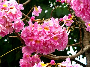 Tabebuia