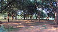 Tamarind trees