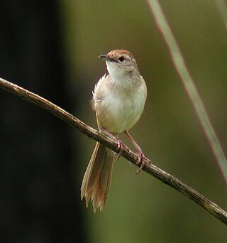 <span class="mw-page-title-main">Tawny grassbird</span> Species of bird