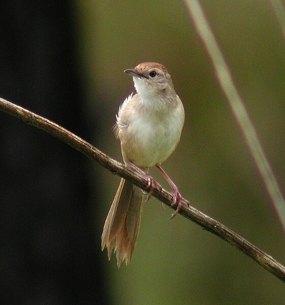 File:Tawny Grassbird Samcem.JPG