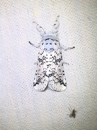 <i>Americerura</i> Genus of moths