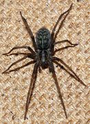 Tegenaria atrica-f.jpg