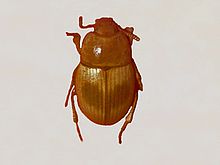 Tenebrionidae - Phaleria bimaculata.JPG