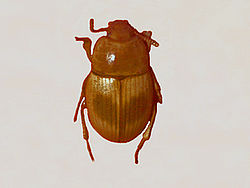 Tenebrionidae - Phaleria bimaculata.JPG