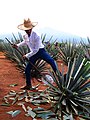 Tequila, Jalisco, México, La Jima del Agave