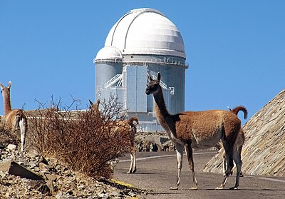 Guanacos near the La Silla Observatory, 2400 meters above sea level.[24]