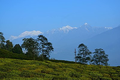 The Temi Tea Garden, Sikkim.jpg