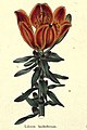 The botanic garden (Plate 8) - Lilium bulbiferum.jpg