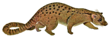 An illustration depicting the African palm civet The carnivores of West Africa (Nandinia binotata white background).png