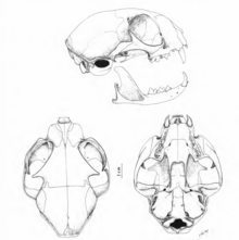 Illustration of an African wildcat skull The contemporary land mammals of Egypt (including Sinai) (1980) Fig. 135.png